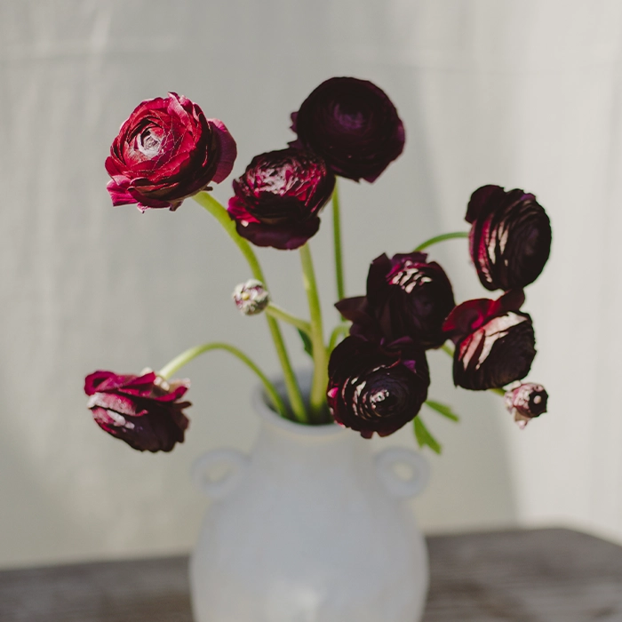 Burgundy Ranunculus