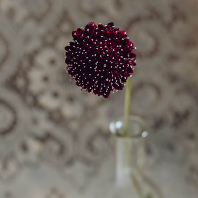 Burgundy Scabiosa Flower Delivery