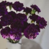 Dark Purple Carnation Standard