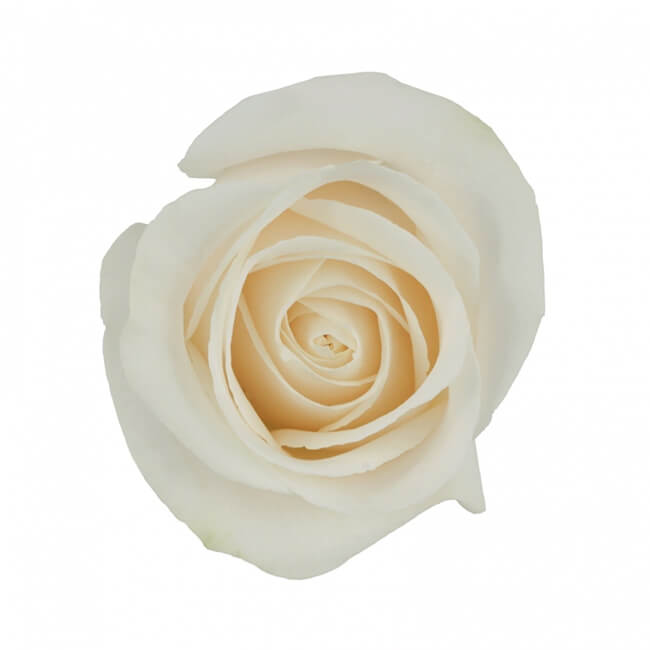 Ivory Roses Standard Florist Near Me