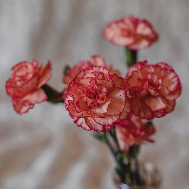 Orange Carnations Mini Florist Near Me