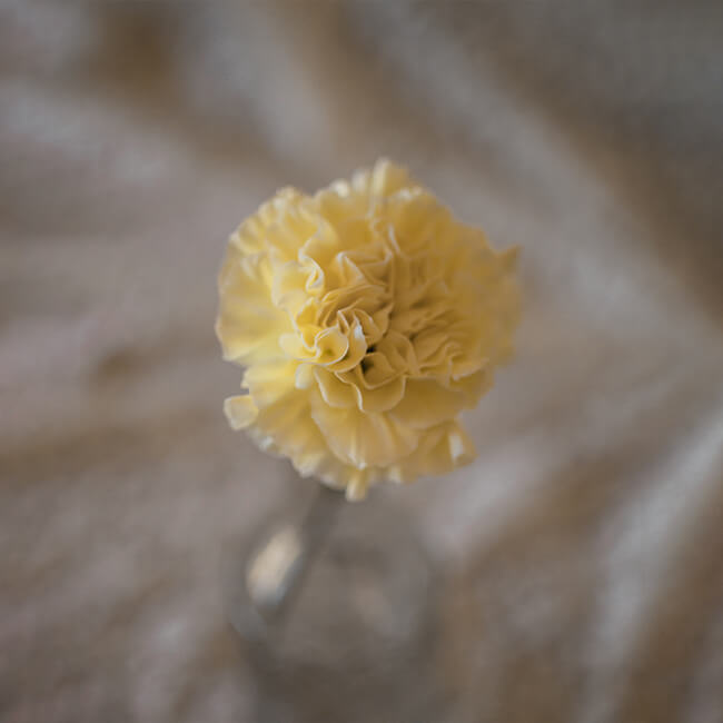 Pale Yellow Carnation Standard Florist Near Me