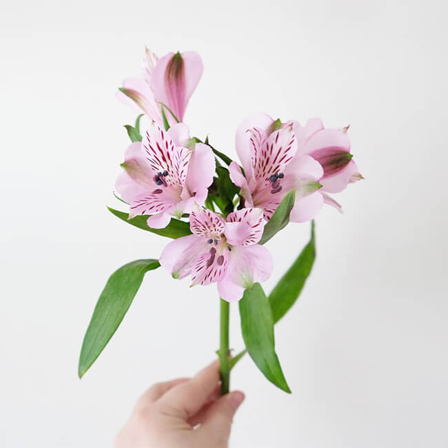 Pink Alstromeria Flower Delivery