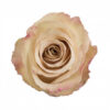 Pink Quicksand Roses Standard Flower Delivery Vancouver