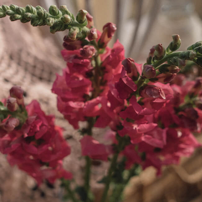 Pink Snapdragons Florist Near Me