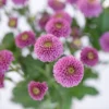 Purple Doria Mums Pom Pom