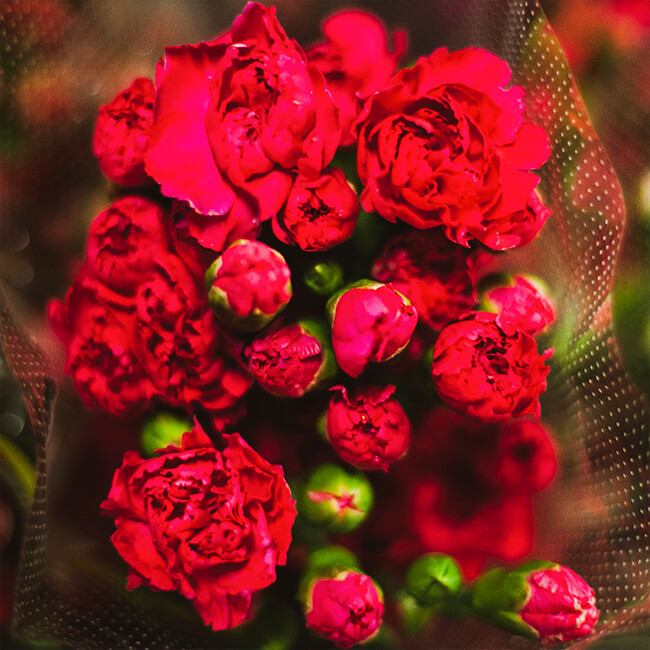 Red Carnation Standard Florist Near Me