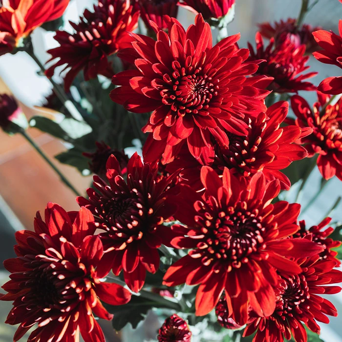 Red Daisy Mums Spray