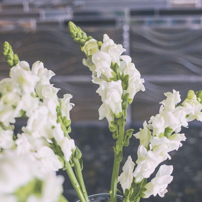 Snapdragons Flower Delivery Canada