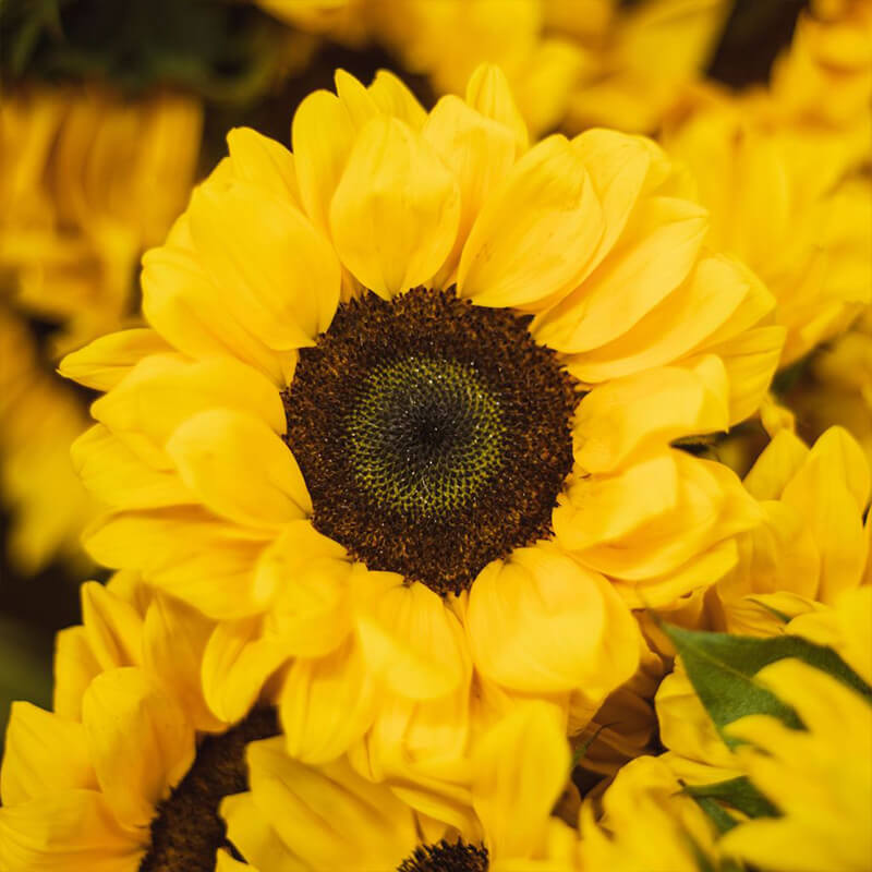 Sunflowers Florist Near Me