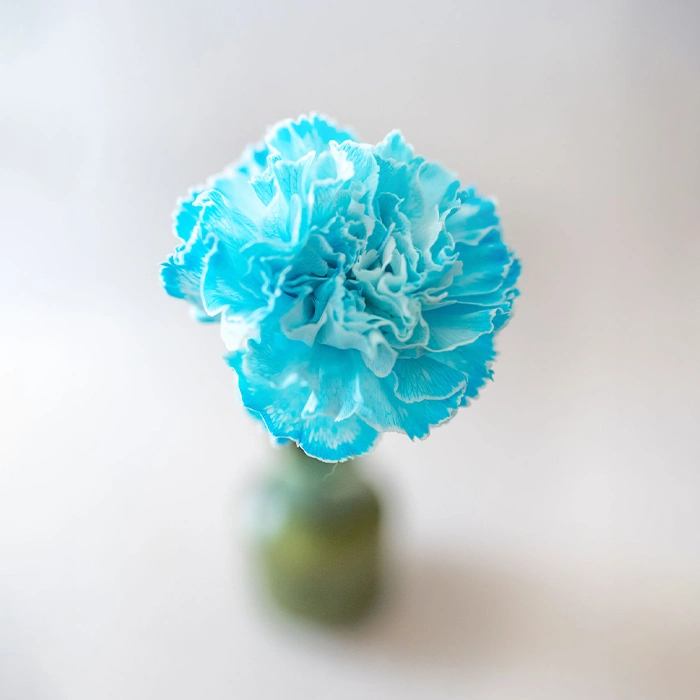 Tinted Blue Carnation Standard