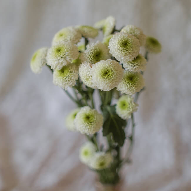 White Green Mums Pom Pom