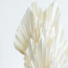 White Palm Spears Pampas Grass