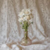 White Scabiosa2