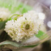 White Scabiosa Flower Delivery