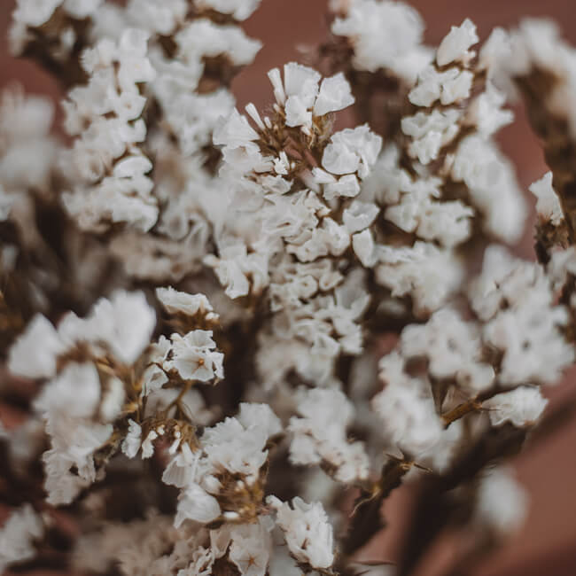 White Statice Flower Delivery Vancouver