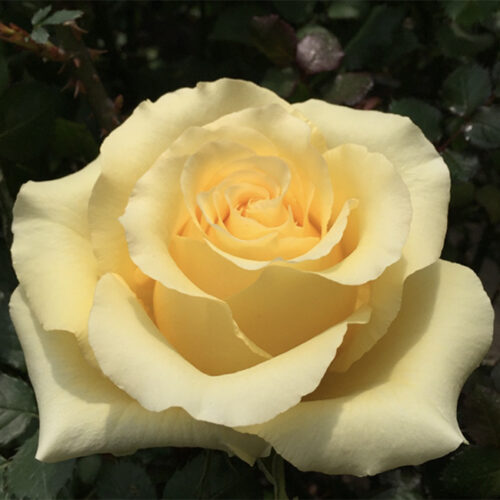 Yellow Cubana Roses Standard Florist Near Me