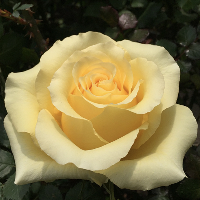 Yellow Cubana Roses Standard Florist Near Me