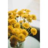 Yellow Pom Pom Mums Flower Delivery