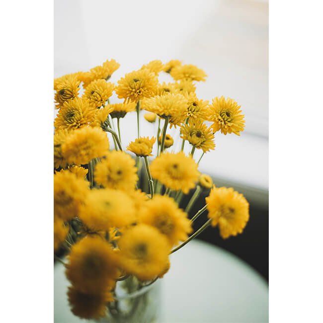 Yellow Pom Pom Mums Flower Delivery