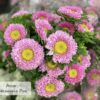 aster bulk flowers