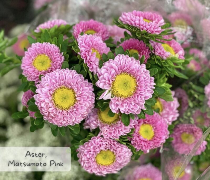 aster bulk flowers