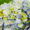 blue hydrangea