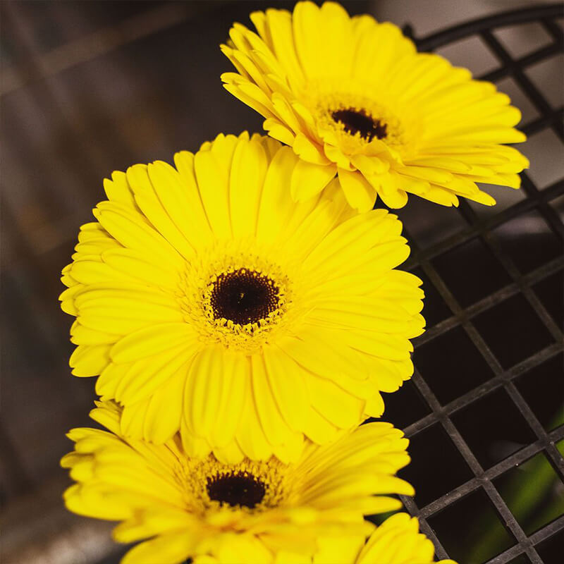 bright yellow gerberas