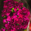 fushia carnation