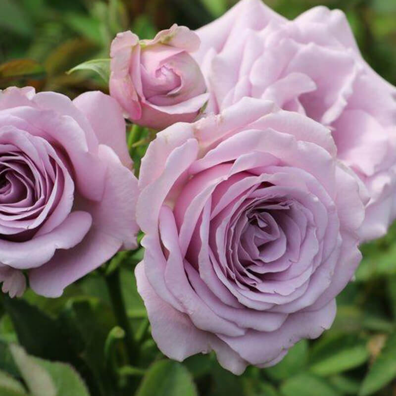 lavender roses