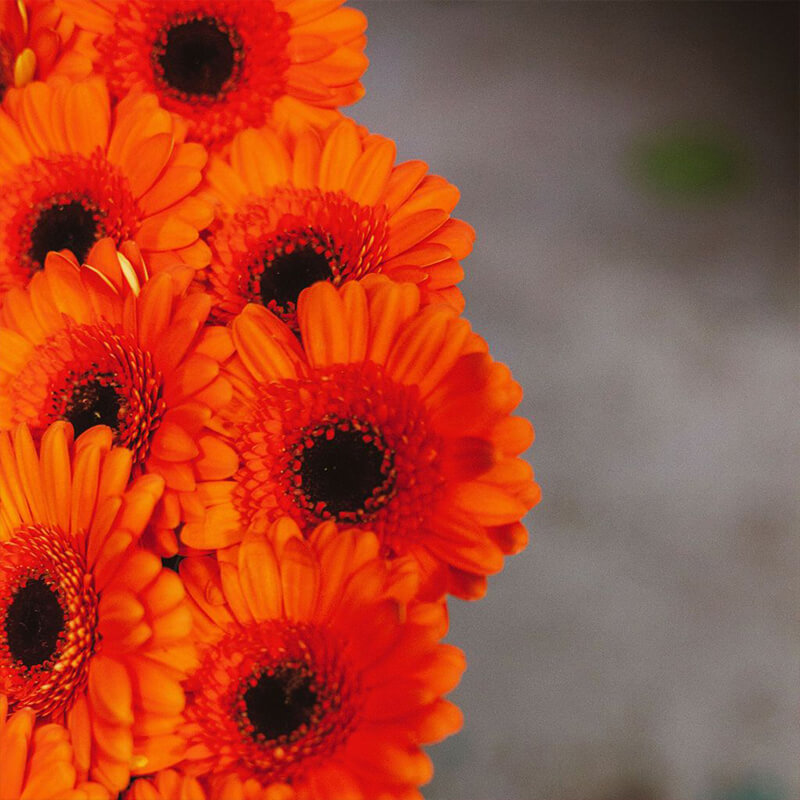 orange gerberas