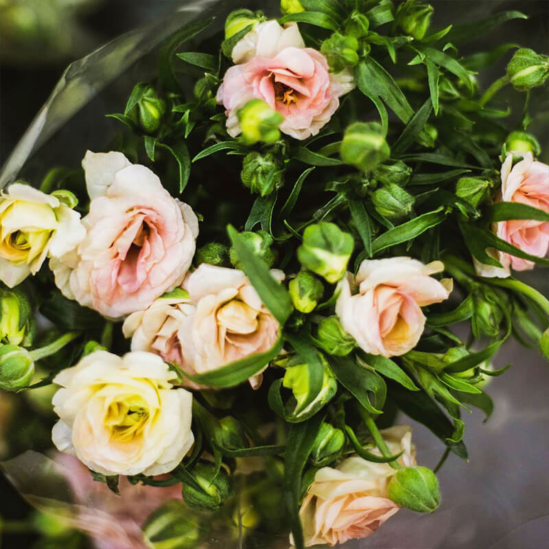 peach lisianthus