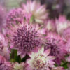 pink astrantia