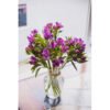 purple alstromeria2