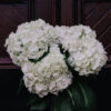 white bydrangea2