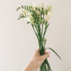 white freesia