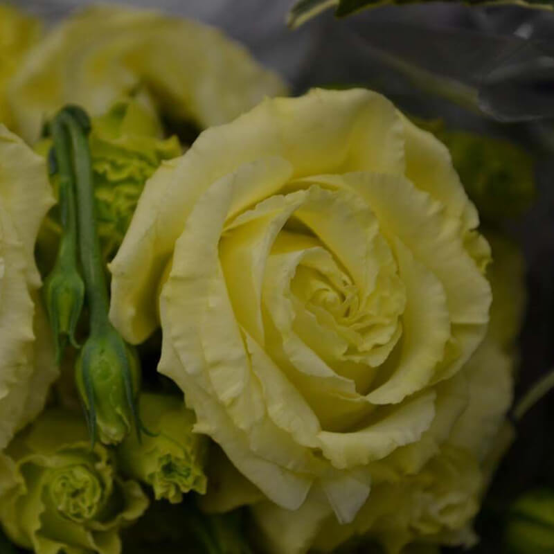 yellow lisianthus