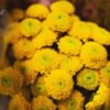 yellow pom pom mums