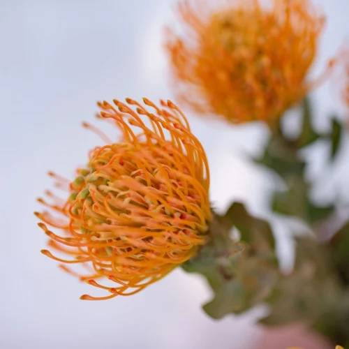 youfloral orange pincushion