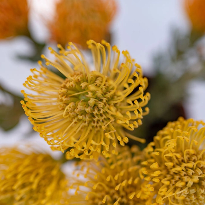 youfloral yellowpincushion